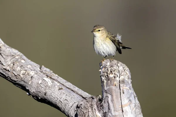 Pierwiosnek, phylloscopus collybita — Zdjęcie stockowe