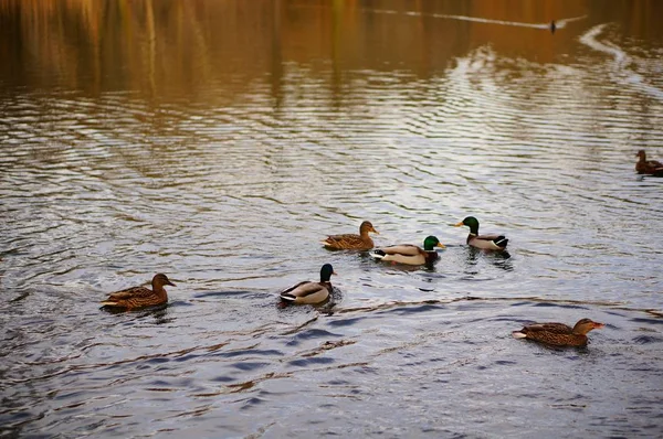 High angle shot of the cute ducks swimming in the lake — 스톡 사진