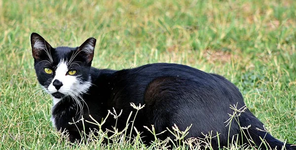 Black cat layin em um campo coberto de vegetação sob a luz solar com um fundo turvo — Fotografia de Stock