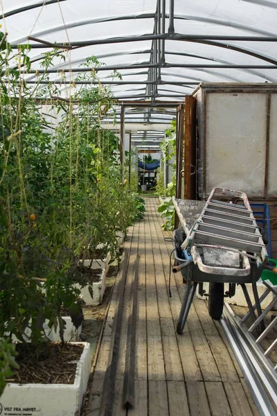 昼間に緑の計画を持つ温室の垂直ショット — ストック写真