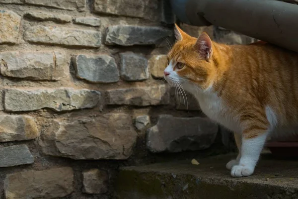 Gato doméstico em pé perto de uma parede de tijolo durante o dia — Fotografia de Stock