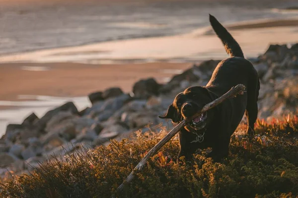 Lindo y feliz perro masticando en su palo con un fondo borroso — Foto de Stock