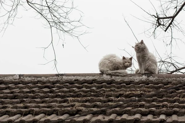 Jolie scène de chats errants sur le toit d'une maison dans une vieille ruelle à Pékin, en Chine — Photo