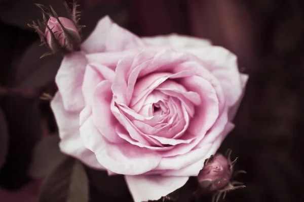 Primer Plano Una Hermosa Rosa Rosa Sobre Fondo Borroso — Foto de Stock