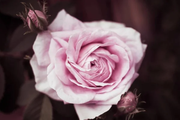 Tiro Close Uma Bela Rosa Rosa Fundo Borrado — Fotografia de Stock