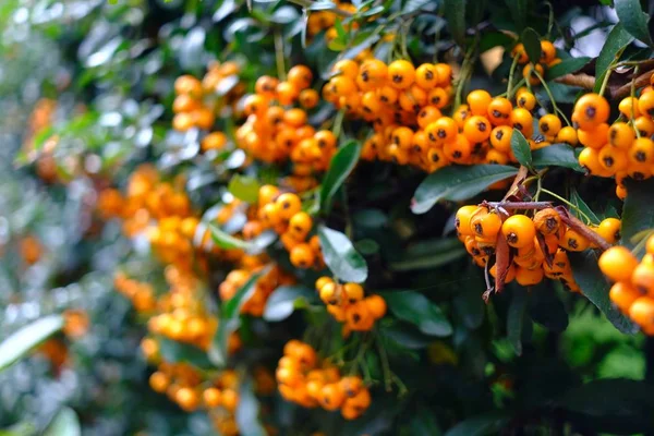 A wall of ripe orange firethorns in green leafs — Stock Photo, Image