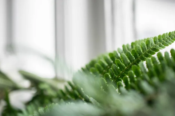 Primo Piano Foglie Pianta Verde Uno Sfondo Sfocato — Foto Stock