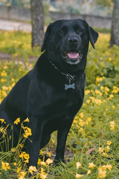 Vertical shot of a cute happy dog sitting on the ground near yellow flowers — Stok fotoğraf