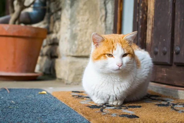 Lindo gato doméstico sentado afuera frente a una puerta — Foto de Stock