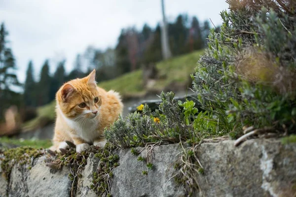 Gato laranja bonito brincando com grama em um fundo embaçado — Fotografia de Stock