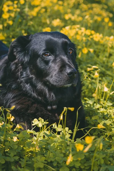 Vertical shot of a cute dog laying near yellow flowers — Stok fotoğraf