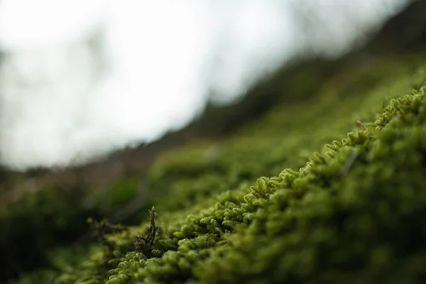 Closeup shot of green grass on a blurred background — Stockfoto