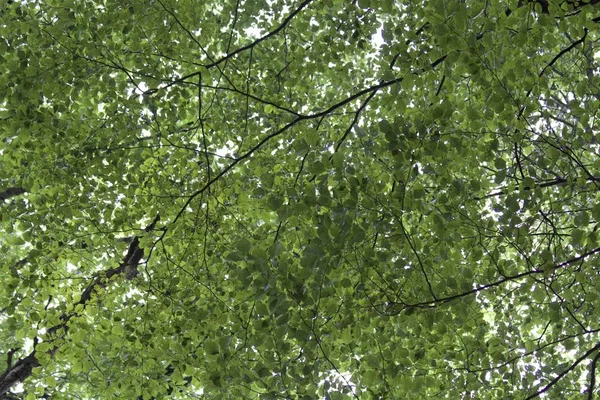 Belle Vue Été Une Verrière Feuilles — Photo