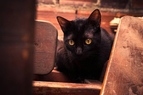 Selektivní ostření výstřel černé kočky rozhlížející se dokořán s očima dokořán — Stock fotografie