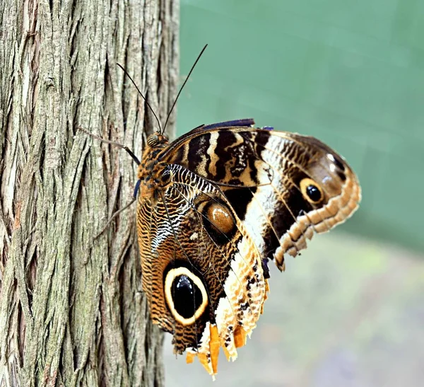 Closeup of a brown butterfly on a tree bark under sunlight with a blurred background — Stockfoto
