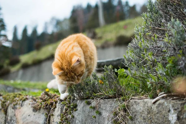 Niedliche orangefarbene Katze spielt mit Gras auf verschwommenem Hintergrund — Stockfoto