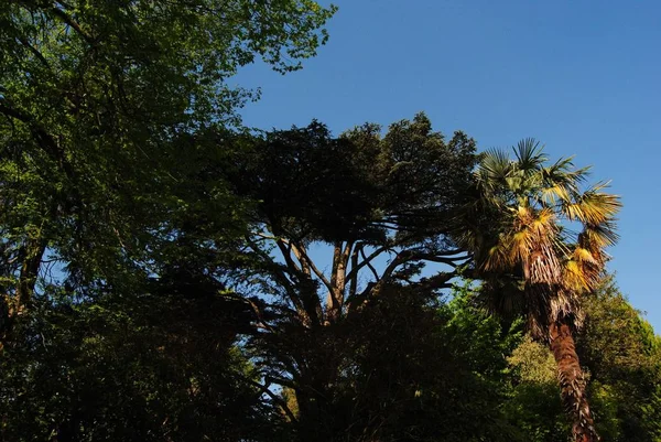 Botaniska trädgården, Royal Victoria Park, Bath, England. 7 maj 2018. — Stockfoto