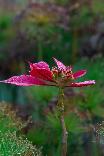 Gros Plan Une Fleur Aux Feuilles Rouges Aux Gouttes Eau — Photo