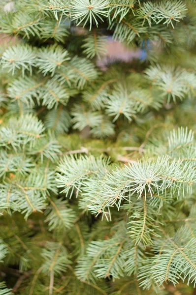 トウヒの木の枝の垂直選択的焦点ショット — ストック写真