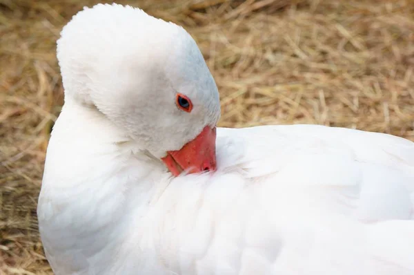 Closeup shot of a beautiful white duck — Stock Photo, Image