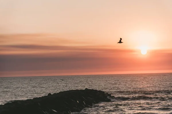 Bel colpo di mare con un uccello che vola sopra di esso — Foto Stock