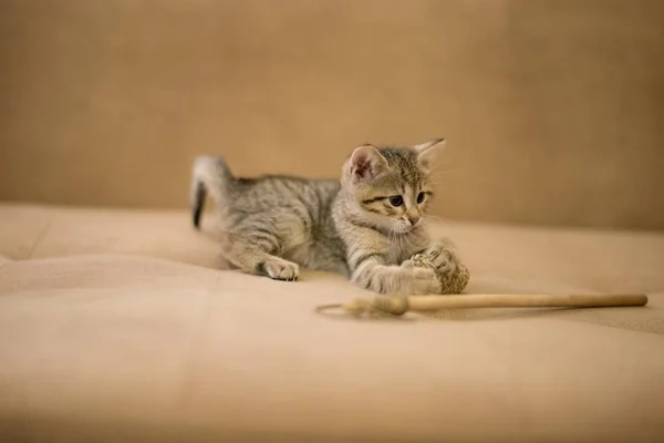 Enfoque selectivo tiro de un lindo gatito jugando con un palo en el sofá —  Fotos de Stock