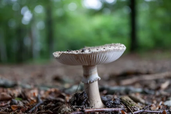 Närbild skott av en svamp som växer i skogen — Stockfoto