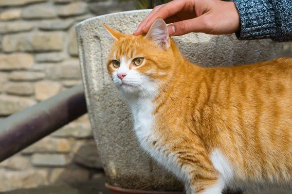 Person petting a cute domestic furry cat with a blurred background — 스톡 사진
