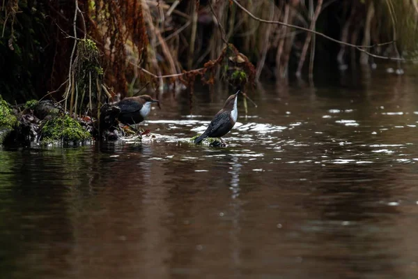 Amplio ángulo de tiro de aves cerca del agua alrededor de los bosques rodeados de árboles y vegetación — Foto de Stock