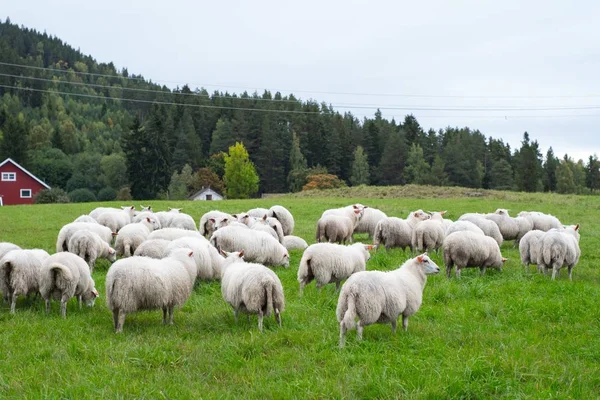 Herd of sheep grazing on the pasture during daytime — 스톡 사진