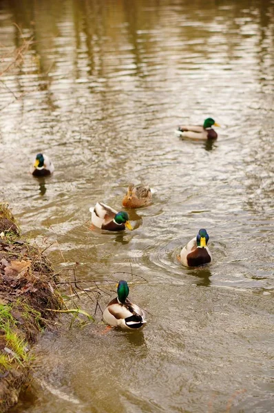 Vertical high angle shot of cute ducks swimming in the lake — 스톡 사진