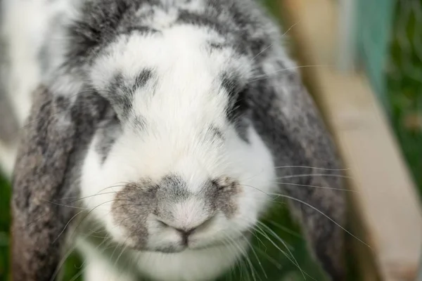 Primo piano di un coniglietto carino con un'espressione facciale arrabbiata — Foto Stock