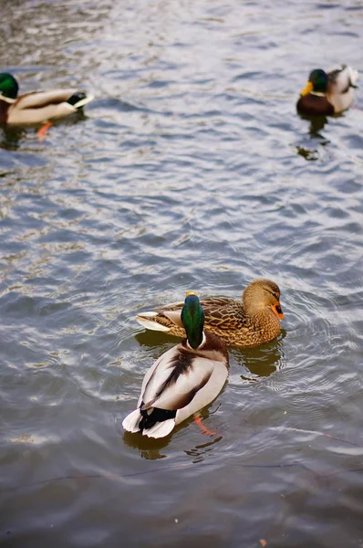 在湖中游泳的可爱鸭子的竖直高角镜头 — 图库照片
