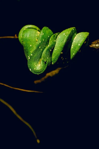 Primer plano de una serpiente verde doblada alrededor de una rama de un árbol en la oscuridad — Foto de Stock