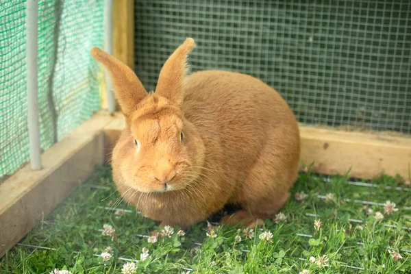 Orange domestic rabbit in a cage with green grass — 스톡 사진