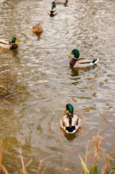 Vertical high angle shot of the cute ducks swimming in the lake — 스톡 사진