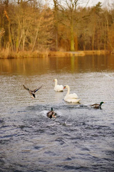 Vertikale Hochwinkelaufnahme von im See schwimmenden Enten und Schwänen — Stockfoto