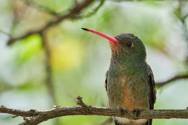 Selective focus shot of an exotic bird with a green blurry background — Stock Photo, Image