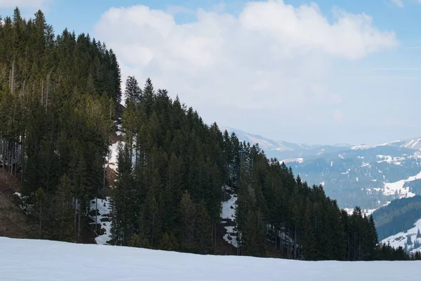 美丽的山脉上覆盖着雪和许多冷杉树 — 图库照片