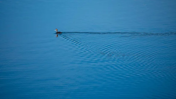 Una Vista Alto Ángulo Pato Nadando Lago Bajo Luz Del —  Fotos de Stock