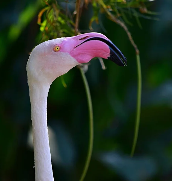 Closeup of a great flamingo with a huge beak under the lights with a blurred background — Stock Photo, Image