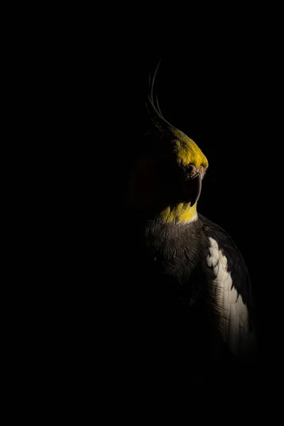 Fechar-se de uma Cockatiel sob as luzes em um estúdio contra um fundo escuro — Fotografia de Stock