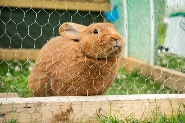 Roztomilý domácí chlupatý králík v kleci během dne — Stock fotografie