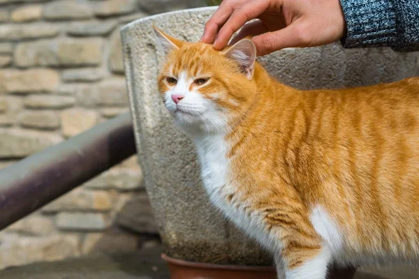 Person petting a cute domestic furry cat with a blurred background — 스톡 사진