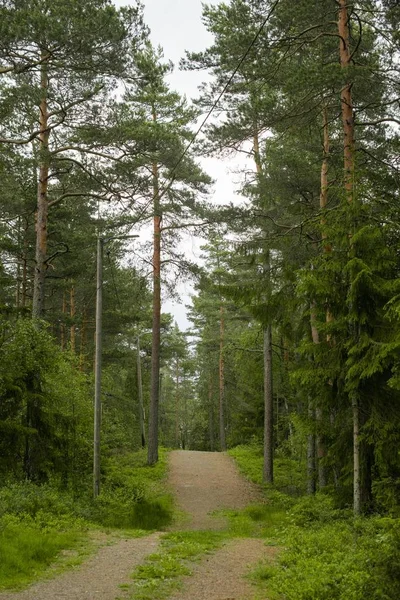 Вертикальний Знімок Вузької Стежки Лісі Оточеному Великою Кількістю Високих Дерев — стокове фото