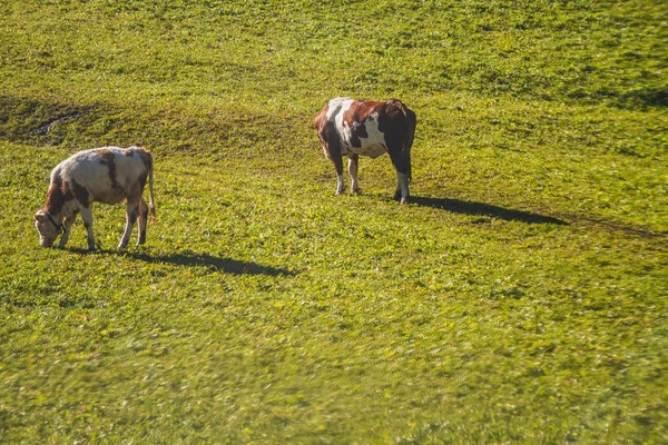 Hermosa toma de dos vacas comiendo en un campo herboso en dolomitas Italia —  Fotos de Stock