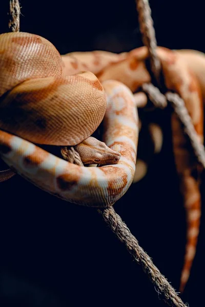 Крупним планом знімок коричневої та білої змії, складеної навколо гілок дерева в темряві — стокове фото