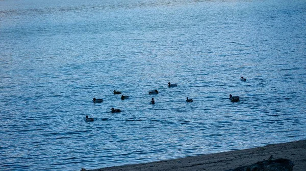 Lake Ducks Surrounded Rocks Sunlight Madrid — Stockfoto