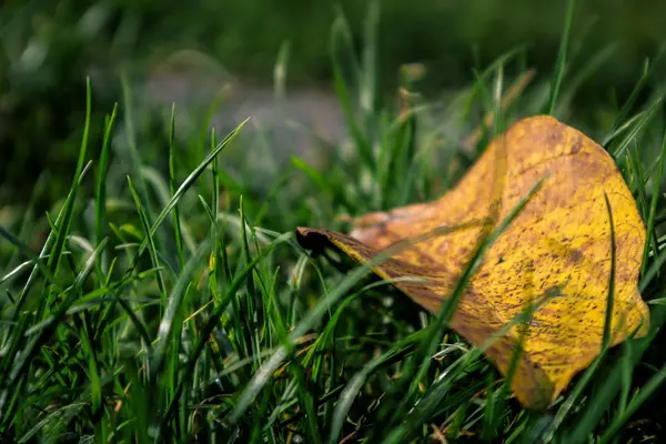 Een Close Van Een Gouden Blad Herfst Liggend Groen Gras — Stockfoto