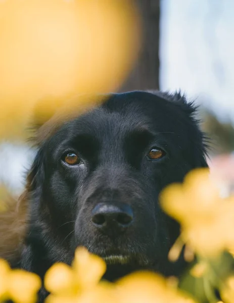 Tiro vertical de um cão bonito olhando para a câmera — Fotografia de Stock